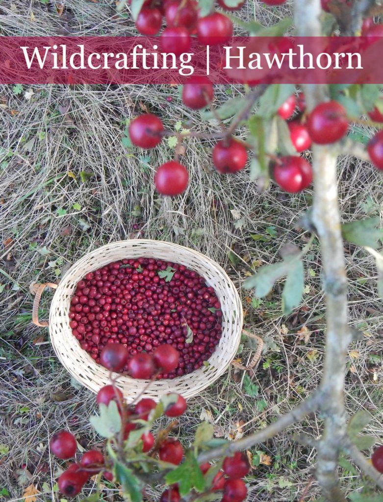 Wildcrafting with Hawthorn - did you know this herb is useful for strengthening the heart, and relieving anxiety and depression?