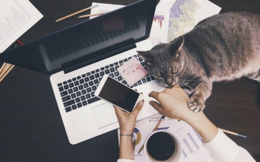 Woman with cat, coffee, and paperwork using cell phone and laptop computer FI