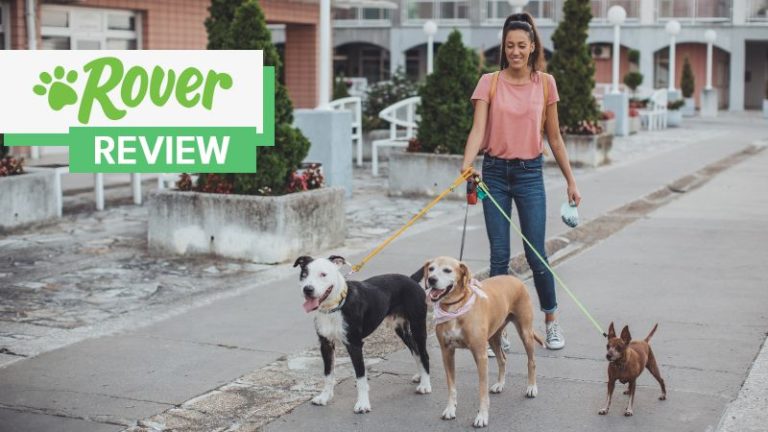 Rover Review: Is It A Good Platform To Make Money Dog Sitting?