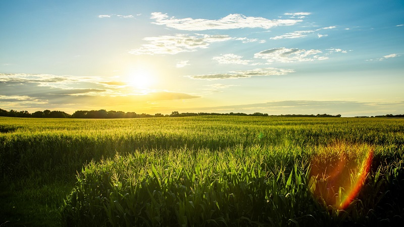 corn stalks in field