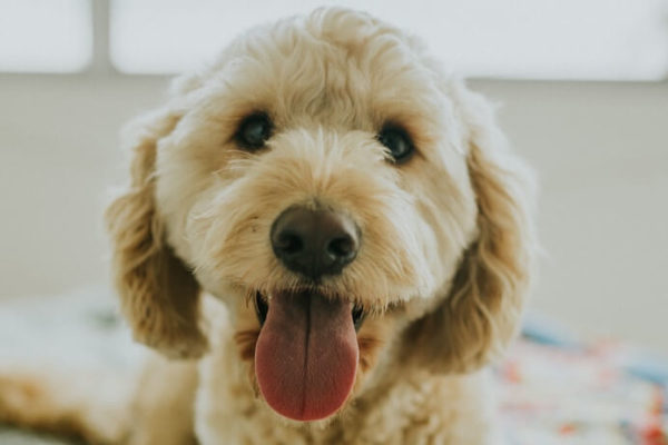 Golden doodle dog, cute with tongue out looking into camera