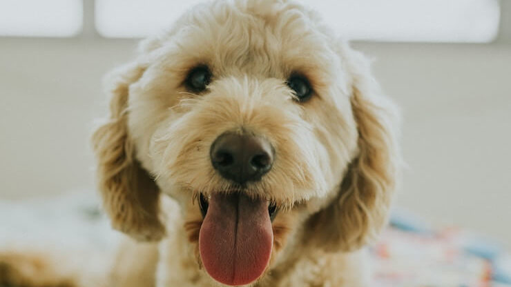Golden doodle dog, cute with tongue out looking into camera