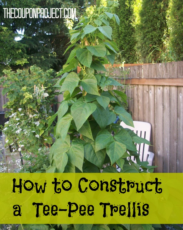 Frugal Gardening: How to Construct a Tee-Pee Trellis for about $5