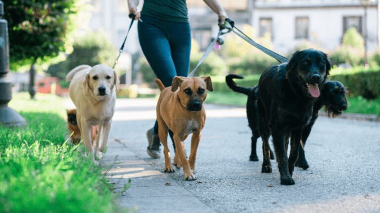 10 Best Dog Walking Apps to Get Paid To Walk Dogs